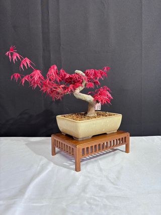Prebonsai Acer Deshojo