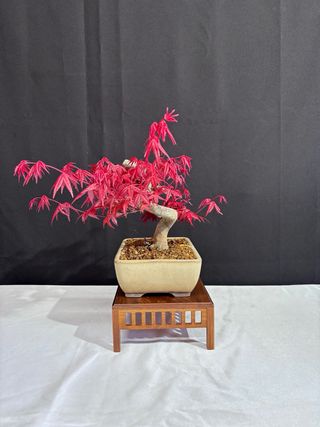 Prebonsai Acer Deshojo