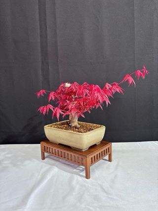Prebonsai Acer Deshojo