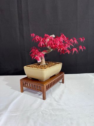Prebonsai Acer Deshojo