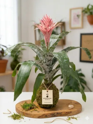 Kokedama Bromelia Fasciata