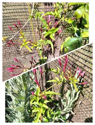 Esquejes de Jazmín Rastrero