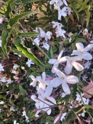 Esquejes de Jazmín Rastrero