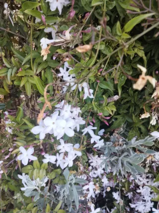 Esquejes de Jazmín Rastrero