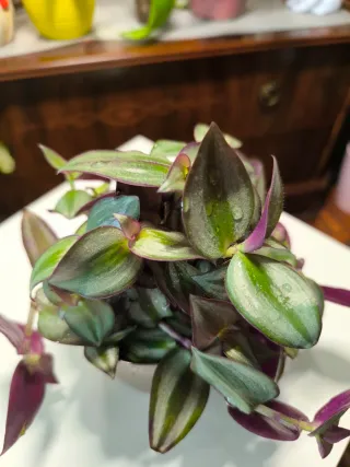 Tradescantia zebrina