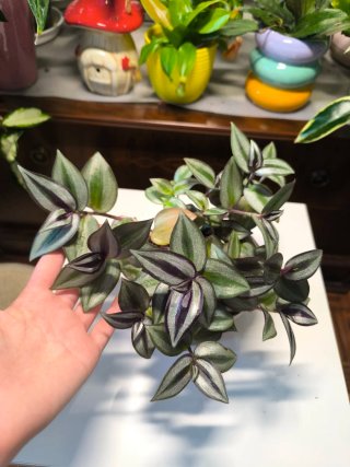 Tradescantia zebrina