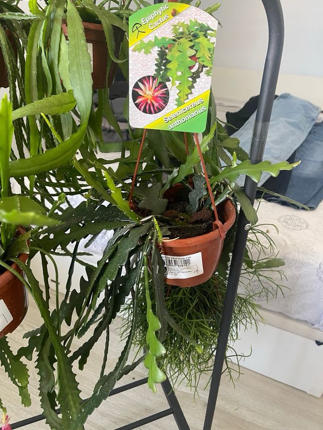 Pack 2 Cactus Epífitos