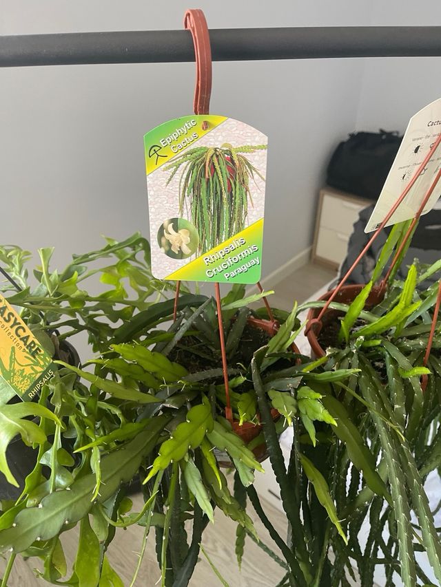 Pack 2 Cactus Epífitos