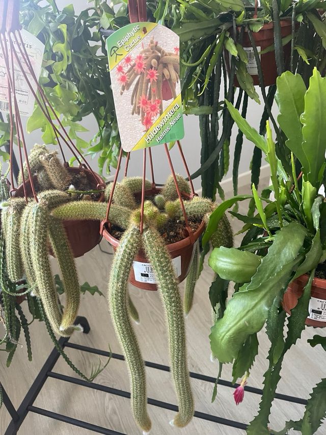 Pack 2 Cactus Epífitos