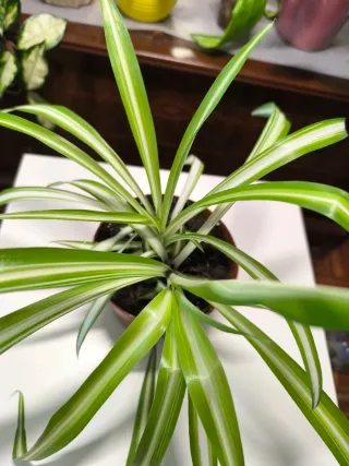 Planta Cinta Chlorophytum comosum