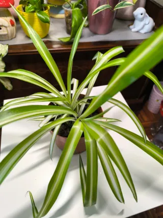 Planta Cinta Chlorophytum comosum