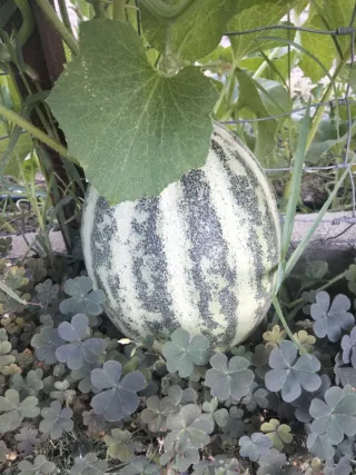 Semillas Melón Kajari para plantar