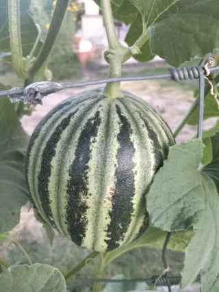 Semillas Melón Kajari para plantar