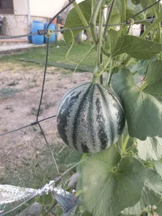 Semillas Melón Kajari para plantar