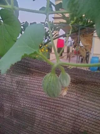 Semillas Melón Kajari para plantar