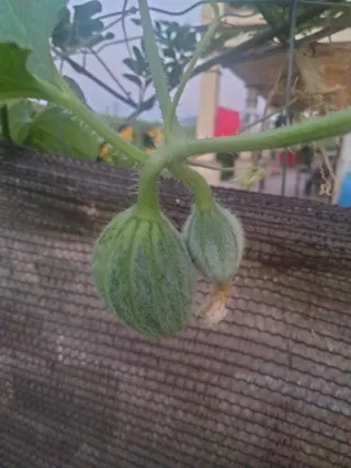 Semillas Melón Kajari para plantar