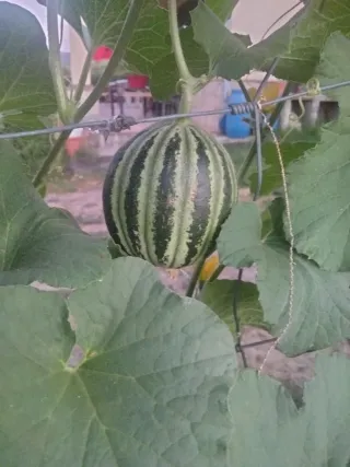 Semillas Melón Kajari para plantar