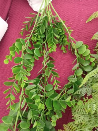 2 Plantas Decorativas Plástico