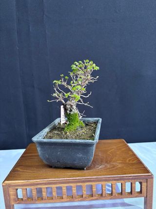 Bonsái Zelkova Nire