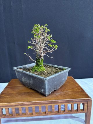 Bonsái Zelkova Nire