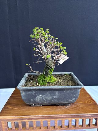 Bonsái Zelkova Nire