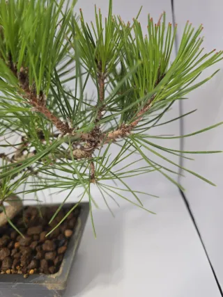 Bonsái Pino Negro Japonés. Medidas en las fotos