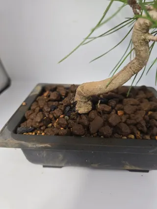 Bonsái Pino Negro Japonés. Medidas en las fotos