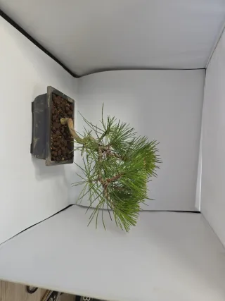 Bonsái Pino Negro Japonés. Medidas en las fotos