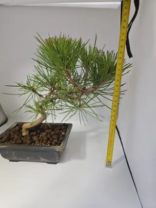 Bonsái Pino Negro Japonés. Medidas en las fotos