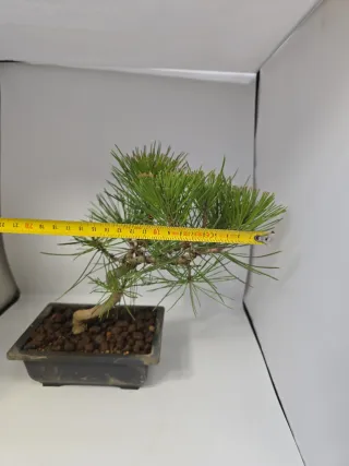Bonsái Pino Negro Japonés. Medidas en las fotos