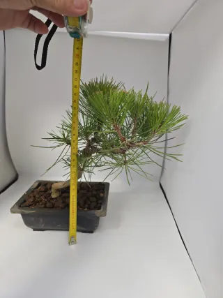 Bonsái Pino Negro Japonés. Medidas en las fotos