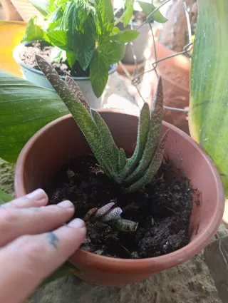 Esqueje  lengua de buey de suculenta