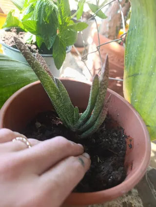 Esqueje  lengua de buey de suculenta