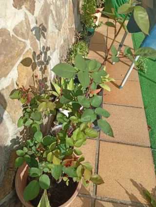 Lote 2 Rosales, colores rojo y rojo Pink