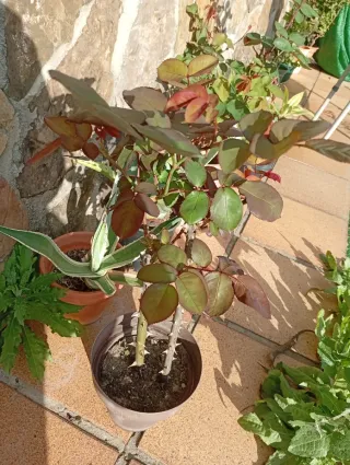 Lote 2 Rosales, colores rojo y rojo Pink