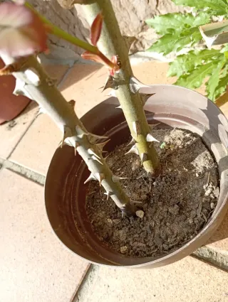 Lote 2 Rosales, colores rojo y rojo Pink