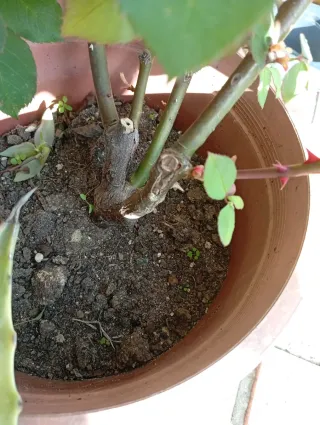 Lote 2 Rosales, colores rojo y rojo Pink