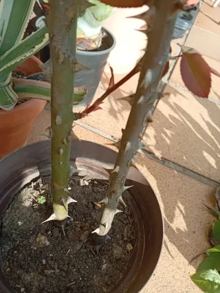 Lote 2 Rosales, colores rojo y rojo Pink