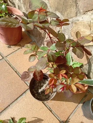 Lote 2 Rosales, colores rojo y rojo Pink