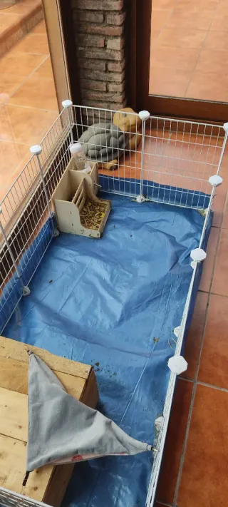 Accesorios para cobayas,cobaya incluida