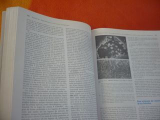 INMUNOLOGIA CELULAR Y MOLECULAR ( ABBAS LICHTMAN )