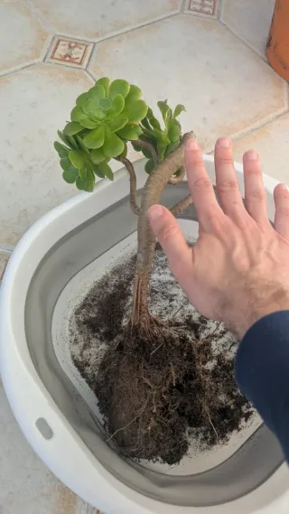 Planta Aeonium Verde