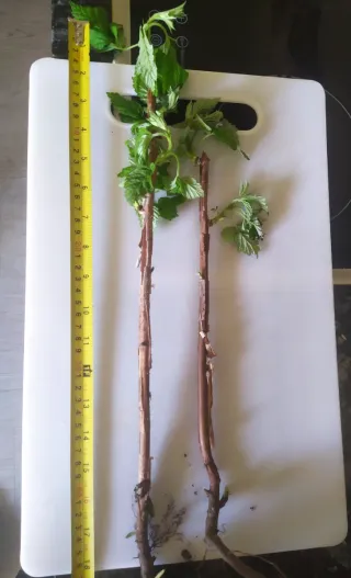 2 esquejes de frambueso con raíces