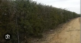 50 Semillas Acacia Espinosa