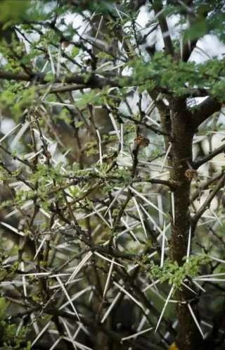 50 Semillas Acacia Espinosa