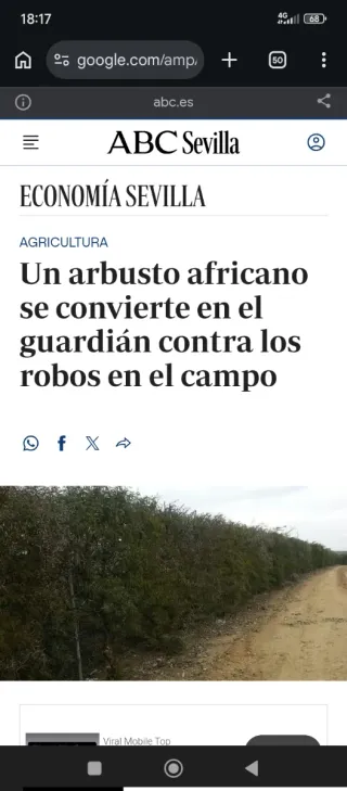 50 Semillas Acacia Espinosa