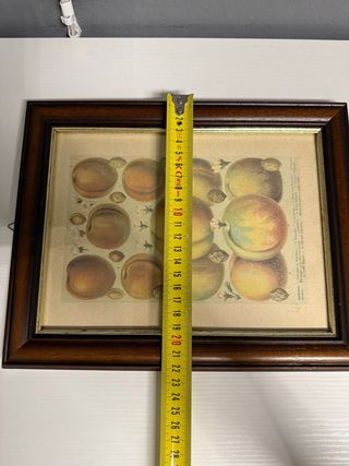 Stampe botaniche vintage