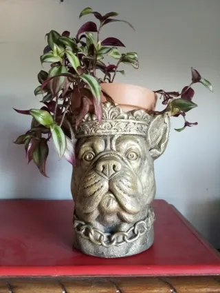 Maceta Bulldog con Corona y Cadena