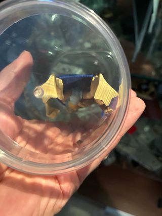 Ewoks & droids- star wars Custom