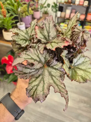 OFERTA Planta Begonia Rex